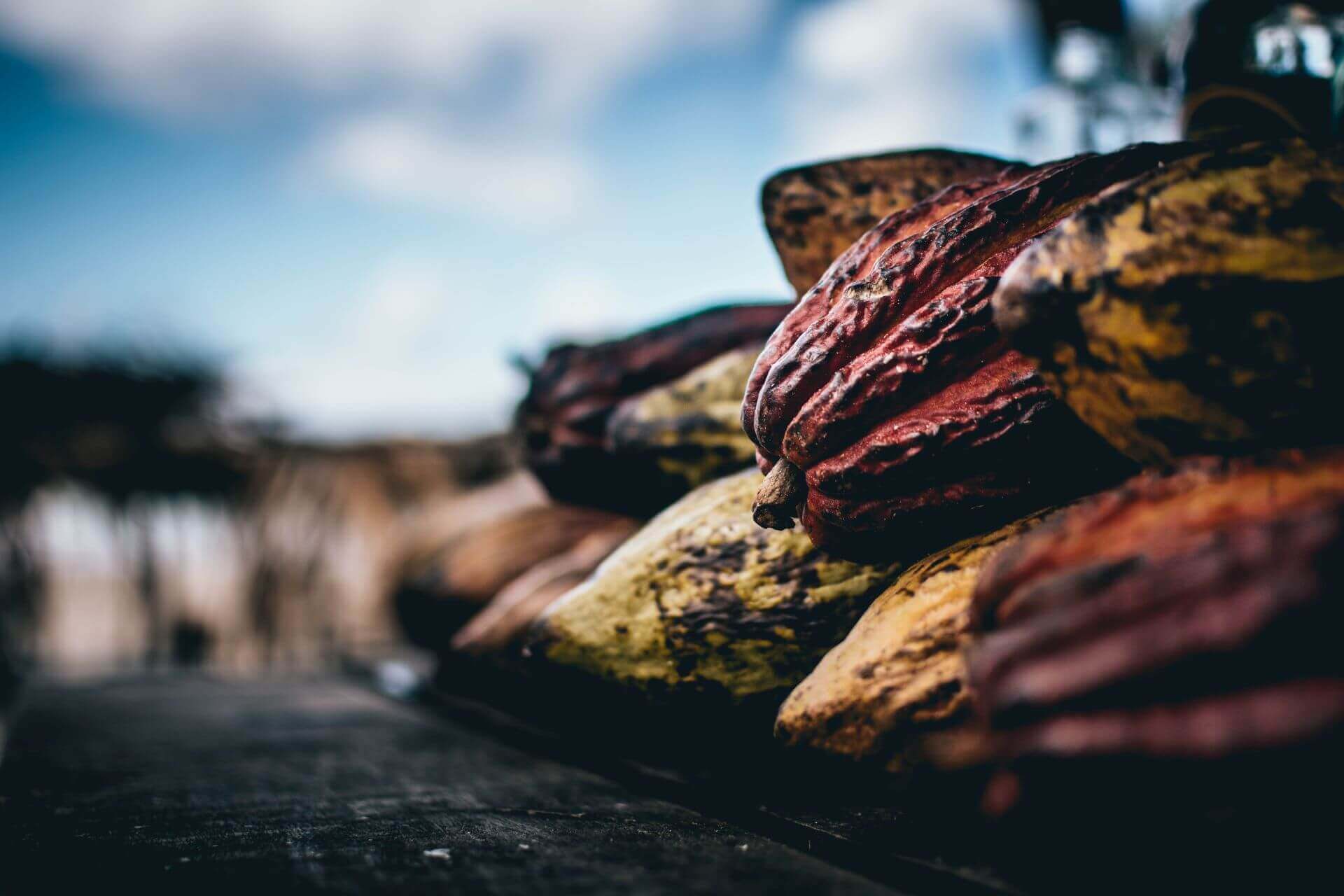 cacao pods stacked